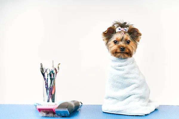 Groomer maakt een knipbeurt voor een kleine hond in de salon Stockfoto
