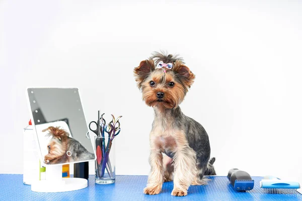 Groomer maakt een knipbeurt voor een kleine hond in de salon — Stockfoto