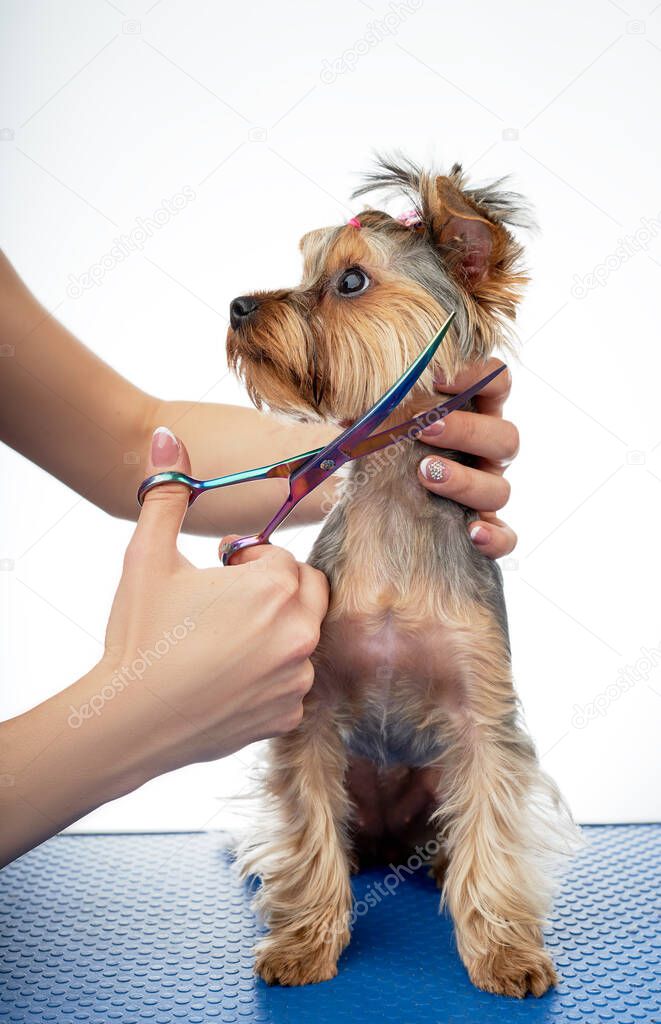 groomer makes a haircut for a small dog in the salon