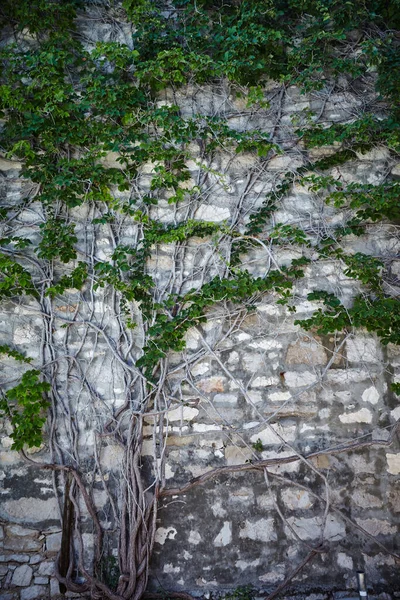 붉은 잎이 달린 식물 이암 벽 위에서 자란다 — 스톡 사진