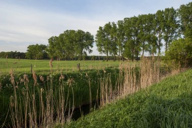 Yaz, yatay, çayır ve ağaçlar