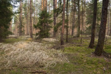 İlkbaharda orman manzarası