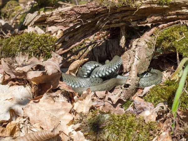 Serpente de grama, cobra anelada, cobra de água, Natrix natrix — Fotografia de Stock