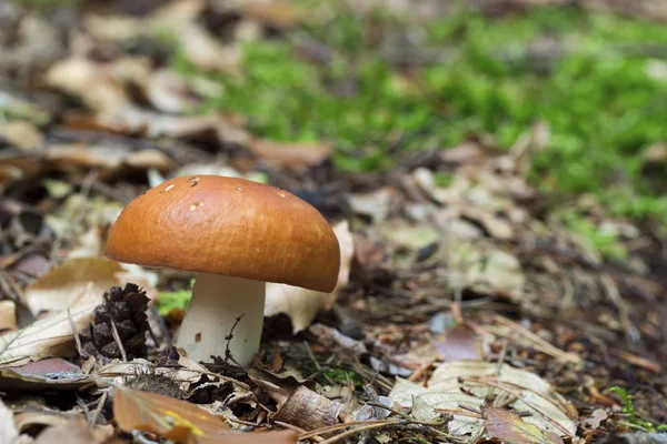 Mushroom, Russula velenovskyi — Stock Photo, Image