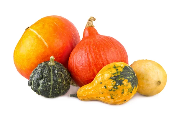 Pumpkins colorful assorted squash various gourds ornamental Royalty Free Stock Photos