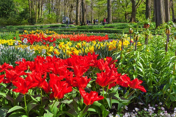 Fiori primaverili nel giardino Keukenhof, Paesi Bassi — Foto Stock