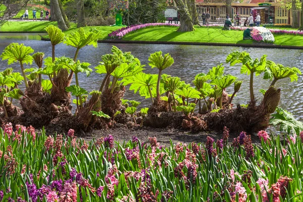 Piante felci in Keukenhof Tulips Garden, Lisse, Paesi Bassi — Foto Stock