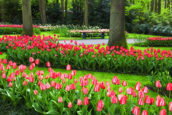 A Keukenhof kert tavaszi piros tulipán — Stock Fotó