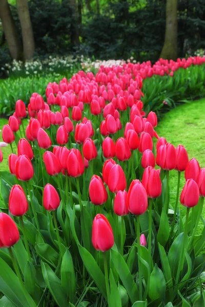 Červené tulipány záhonu. Zahrada Keukenhof, Nizozemsko — Stock fotografie