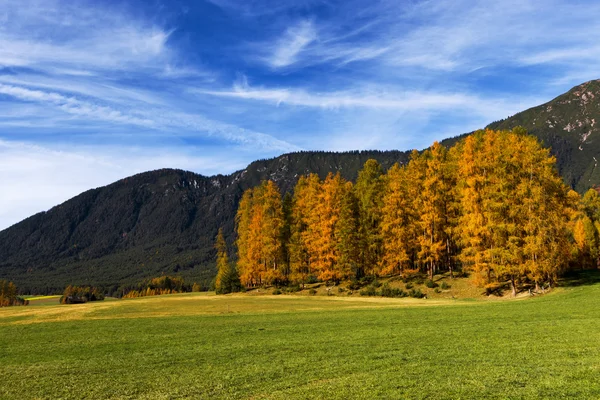 Jesienny krajobraz z kolorowe modrzewi. Mieminger Plateau, Austria, Tyrol. — Zdjęcie stockowe