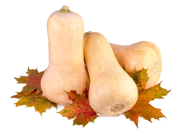 Butternut-Kürbisse mit Herbstblättern isoliert auf weiß — Stockfoto