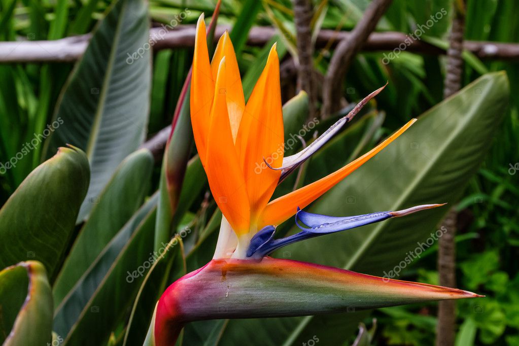 Fleur Oiseau Du Paradis Ou Strelitzia Fleur De Lîle De
