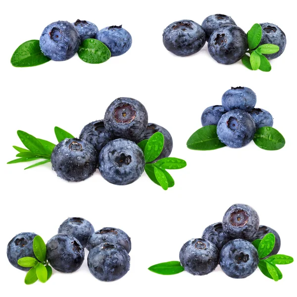 Blueberries set collection. Fresh blueberry isolated on white background — ストック写真