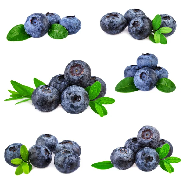 Blueberries set collection. Fresh blueberry isolated on white background — Stock fotografie