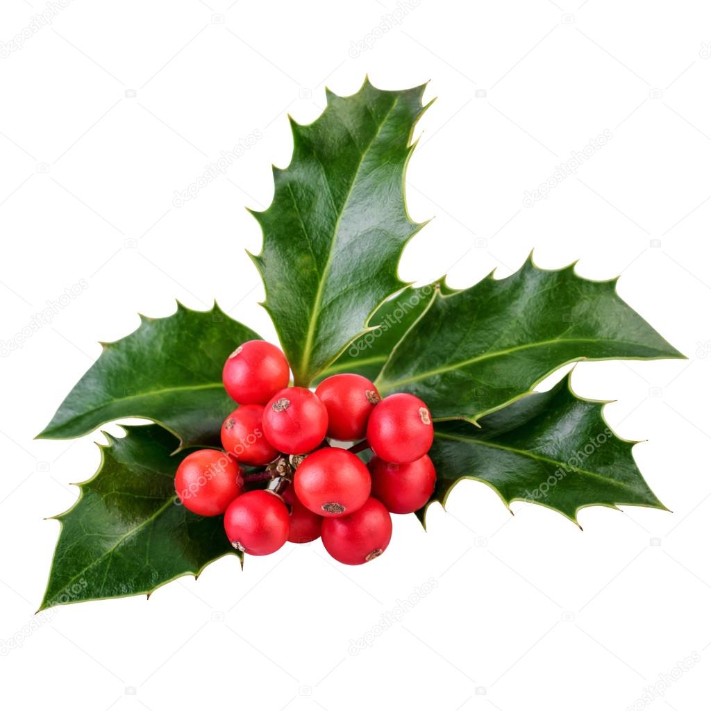 Holly berries and leaves on white in closeup