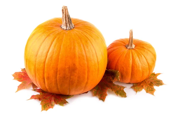 Squash con hojas de otoño de cerca Calabazas naranjas en blanco — Foto de Stock