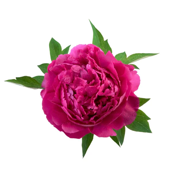 Flor de peônia cor rosa isolado no branco — Fotografia de Stock