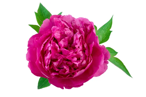 Beautiful peony flower pink purple on white — Stock Photo, Image