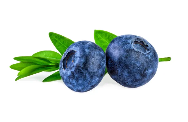 Két blueberry zöld levél, fehér — Stock Fotó