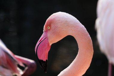 Flamingo baş closeup (Phoenicopterus çevresi) 