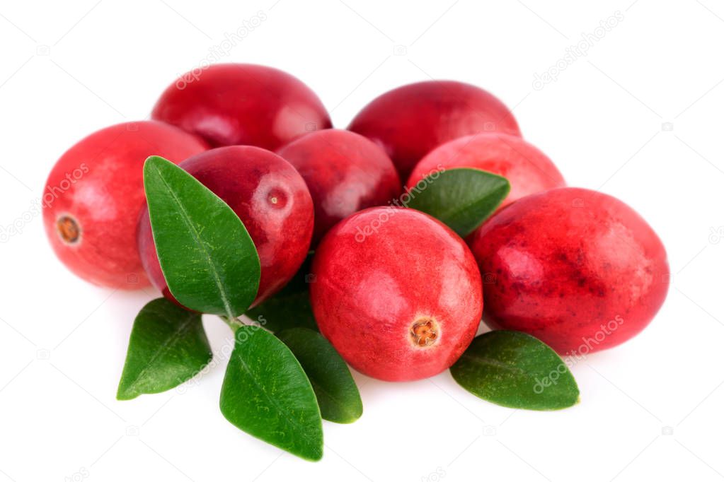 Cranberries close-up. Ripe cranberry with leaves isolated on white