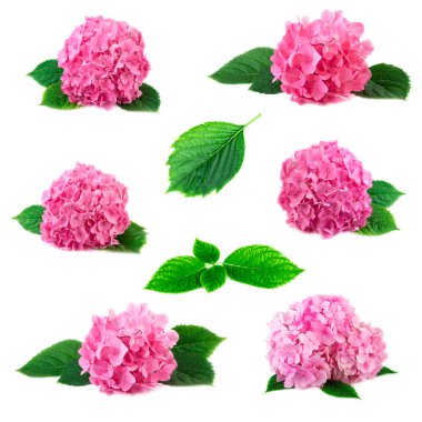 Ortanca HORTENSIA çiçekler üzerinde beyaz izole yeşil yaprakları ile topluluğu. Ortancaların düzenlemenin pembe flowerheads kolaj ayarla