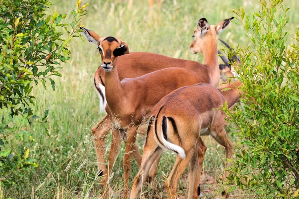 Impala vigilant dans les buissons (Aepyceros melampus) Afrique du Sud Parc national Kruger — Photo