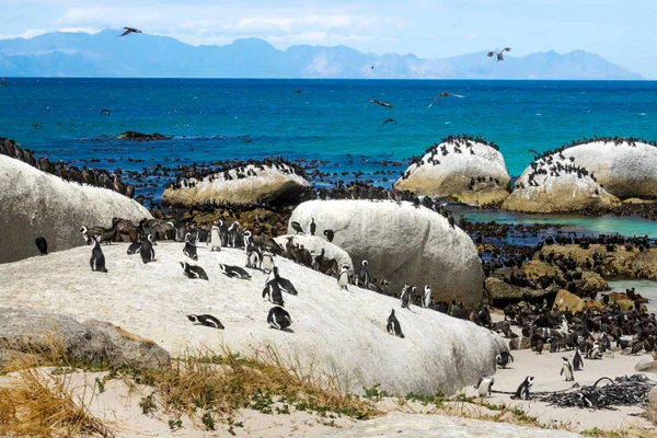 Pingüinos (Spheniscus demersus) en Boulders Beach, Table Mountain National Park, Sudáfrica —  Fotos de Stock