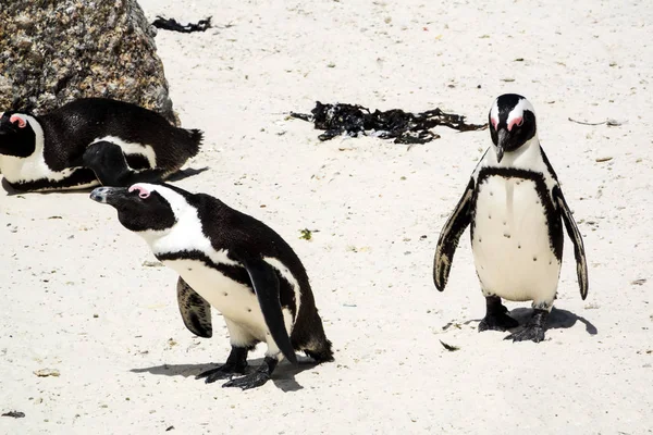 Pingüinos (Spheniscus demersus) en Boulders Beach, Sudáfrica —  Fotos de Stock