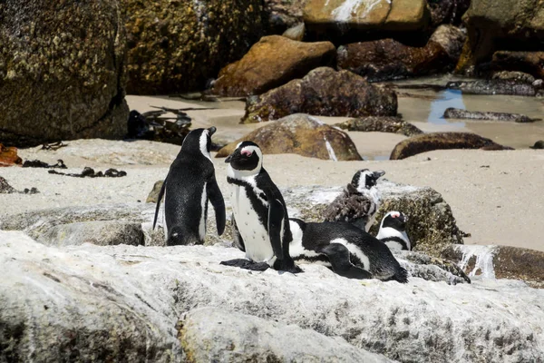 Afrikaanse pinguïns bij Boulders Beach, Zuid-Afrika — Stockfoto