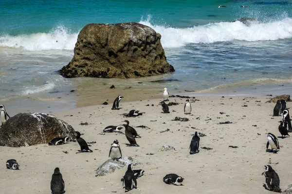 Afrikaanse pinguïns (spheniscus demersus) op keien strand, Zuid-Afrika — Stockfoto