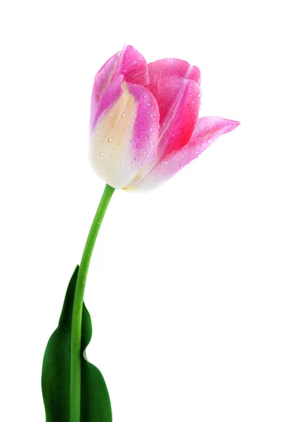 Roze tulp geïsoleerd op wit, uitknippad opgenomen — Stockfoto