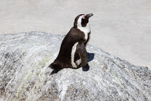 Pingüino africano durmiendo en las rocas, Boulders Beach, Sudáfrica —  Fotos de Stock