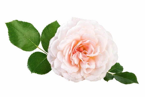 Rosa chiaro Rosa Crema Rosa Fiore con foglie isolate su bianco — Foto Stock