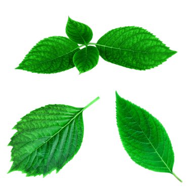 Yeşil yaprak yay koleksiyonu closeup parlak doku beyaz zemin üzerine bırakır.