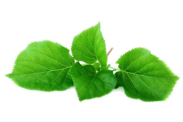 Feuille de printemps fraîche. Feuilles vertes brillantes isolées sur fond blanc — Photo