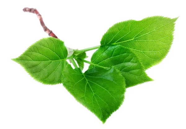 젊은 녹색 봄 분 지에 고립 된 흰색 배경 잎 — 스톡 사진