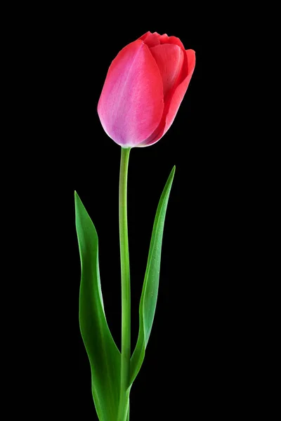 Roze tulp Over zwarte achtergrond verticale compositie — Stockfoto