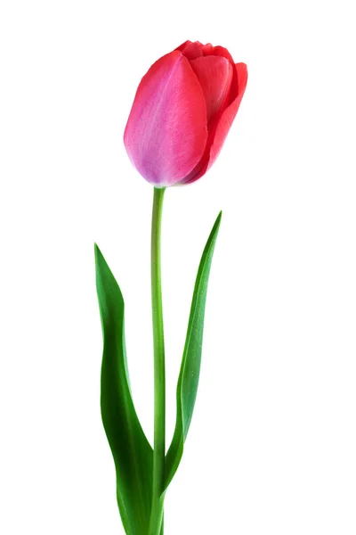 Une tulipe rose sur blanc - Composition verticale — Photo
