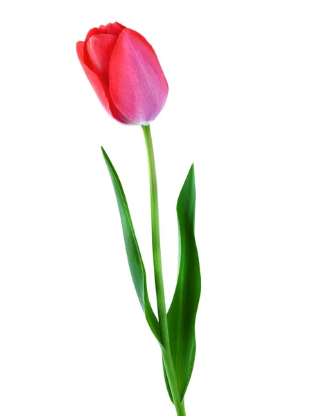 Flor de tulipa rosa isolado na composição vertical branca — Fotografia de Stock