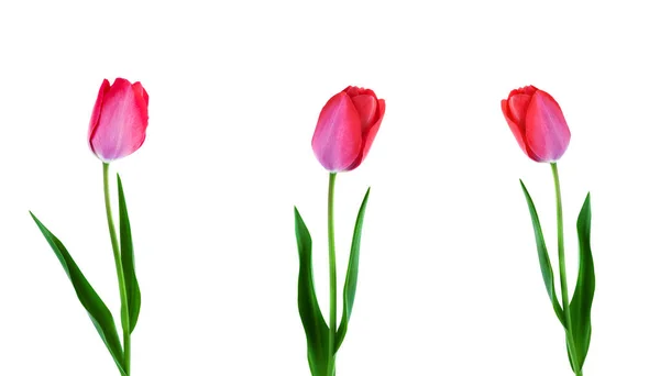Drie roze tulpen In rij geïsoleerd op witte achtergrond — Stockfoto