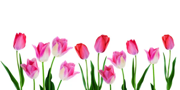 Banner de Pascua de primavera - Tulipanes rosados en fila en blanco con espacio de copia —  Fotos de Stock