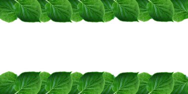 Yeşil Beyaz arka plan üzerinde izole kare bırakır. Metin için boş alan ile bahar taze yeşillik