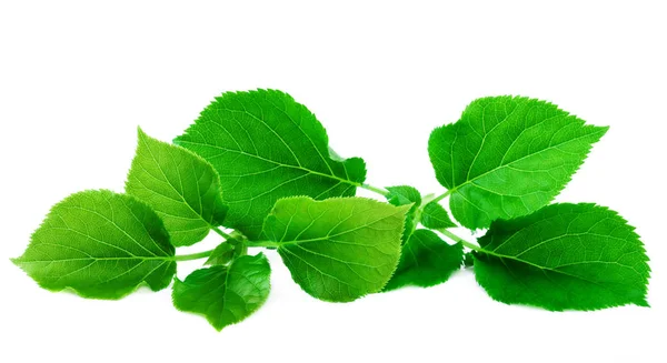 신선한 녹색의 leafs 흰색 바탕에 무성 한 녹색 잎 — 스톡 사진