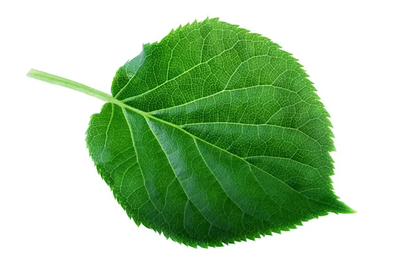 Hoja verde aislada sobre blanco. Estructura de la hoja y concepto de naturaleza primavera — Foto de Stock