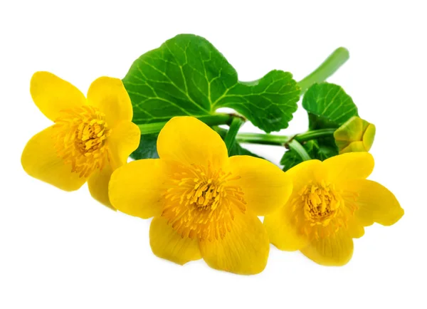 Flores amarillas de caléndula de pantano aisladas sobre blanco — Foto de Stock