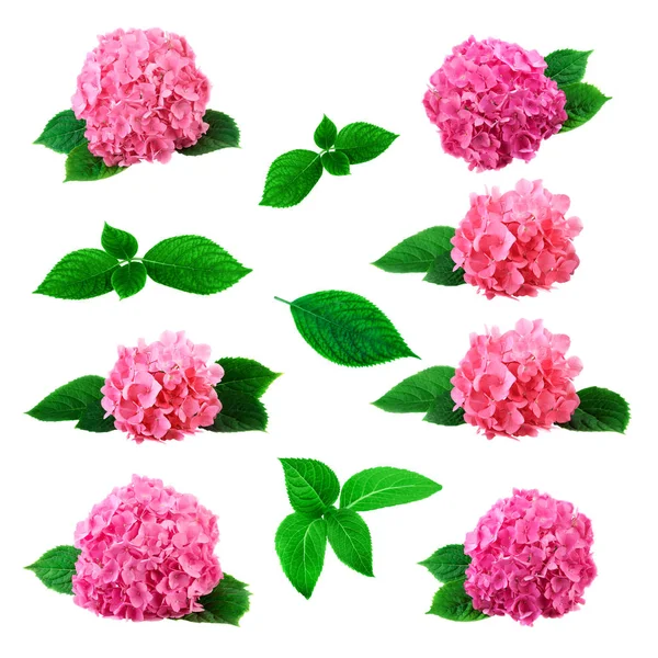 Set of pink hortensia flowers and leaves. Large collection with hydrangea flower isolated on white background — Stock Photo, Image