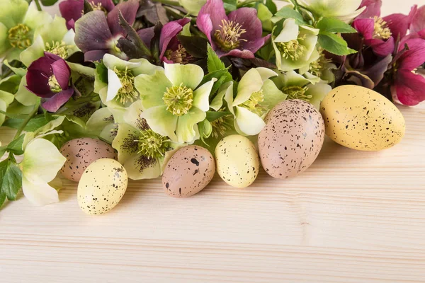 Easter decoration pastel color with spring flower of Lenten roses — Stock Photo, Image