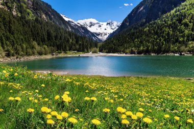 Beautiful mountain landscape with lake and meadow flowers in foreground. Stillup lake, Austria, Tyrol clipart
