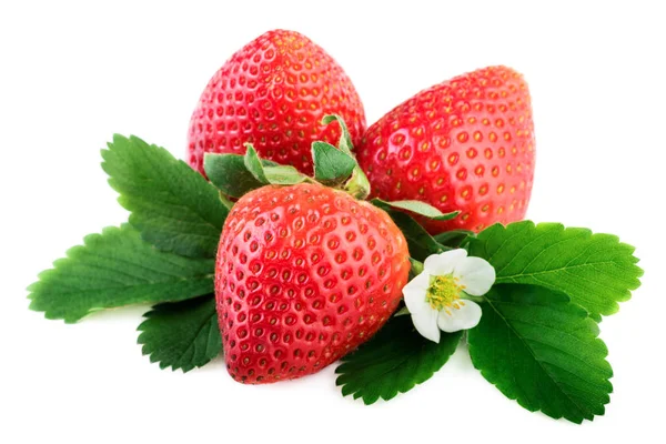 Fraises plante biologique avec feuilles et fleur sur blanc — Photo